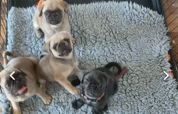 regalo cuccioli carlino,.,.,.,