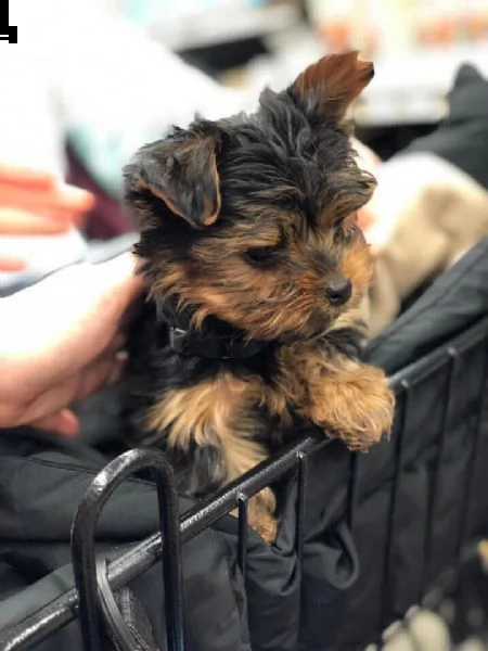 adorabile cucciolo maschio di yorshire cerca una famiglia