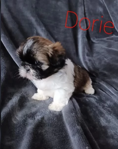cuccioli di shih tzu [at]gasperiao maschio e femmina 2()**(**