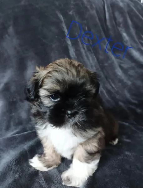 cuccioli di shih tzu [at]gasperiao maschio e femmina 2()**(** | Foto 0