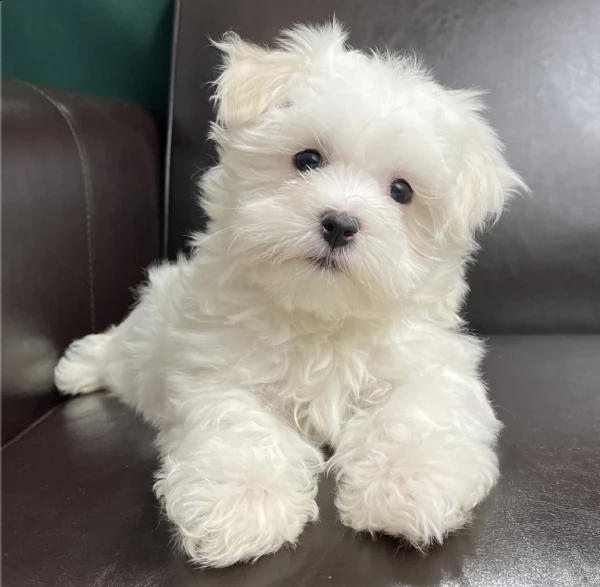 maltese 