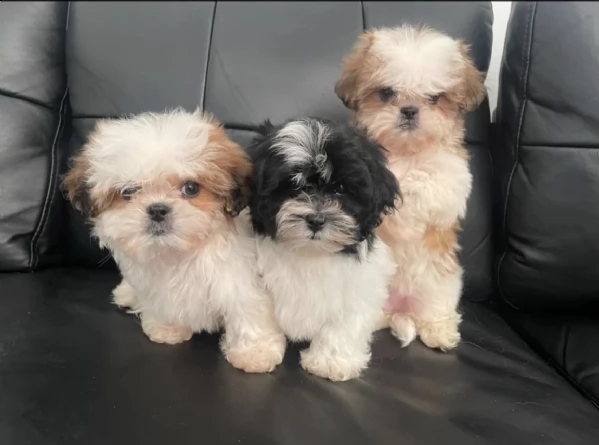shih tzu 