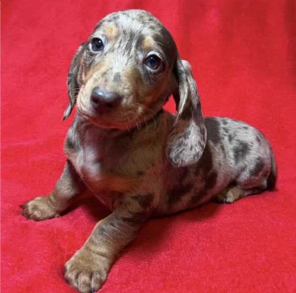 mini dachshund  | Foto 0