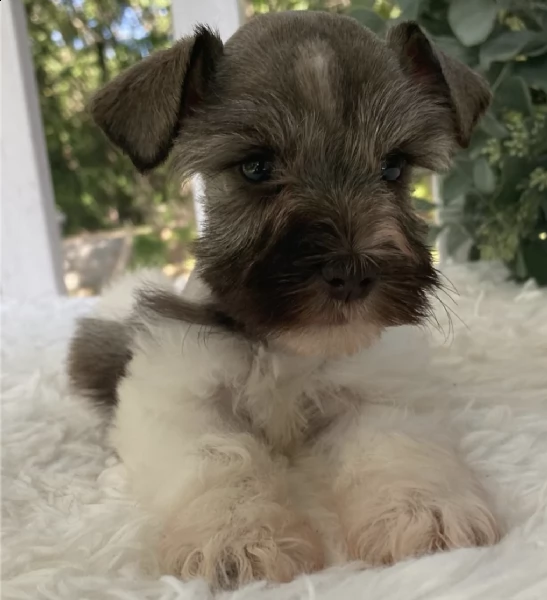 schnauzer  | Foto 0