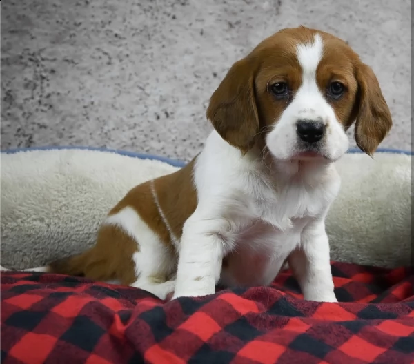 beagle  | Foto 0