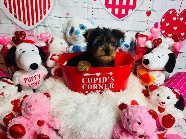 cuccioli di yorkie allevati in casa per il reinserimento
