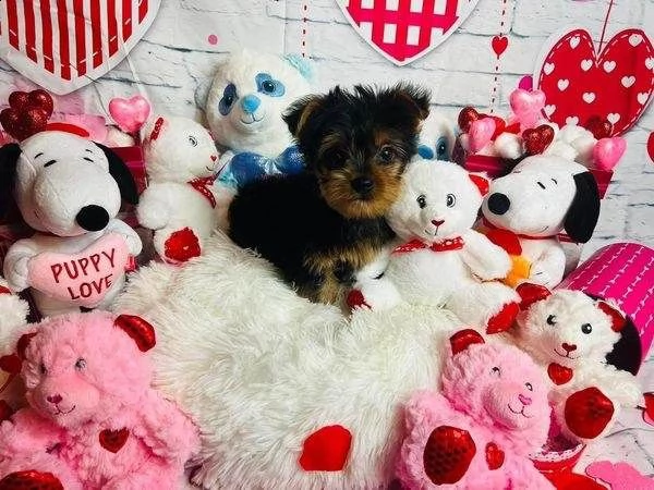 cuccioli di yorkie allevati in casa per il reinserimento | Foto 0