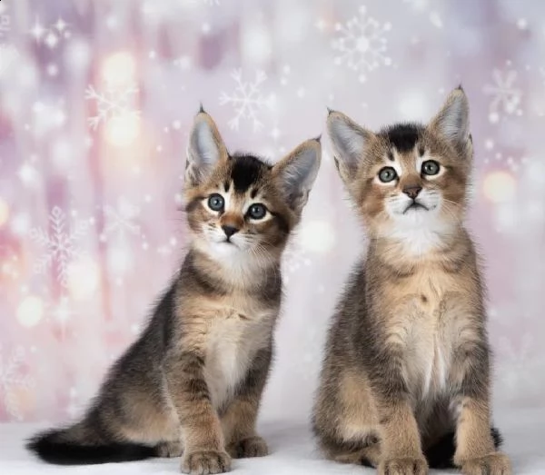 disponibile gattino caracat | Foto 0