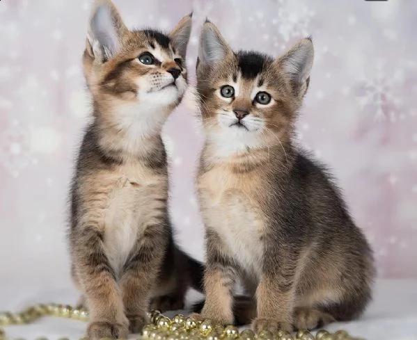 disponibile gattino caracat