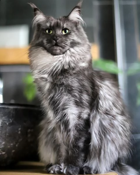 gattino di razza maine coon di taglia grande | Foto 1