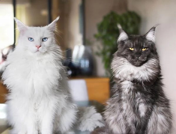 gattino di razza maine coon di taglia grande