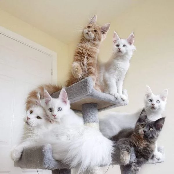 gattino di razza maine coon di taglia grande | Foto 0