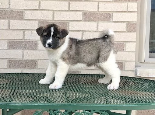 cuccioli akita americano