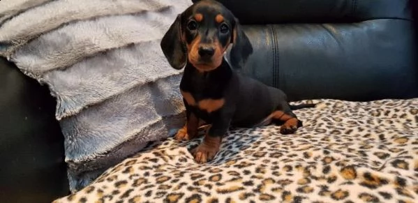 meravigliosa cucciolata di bassotto