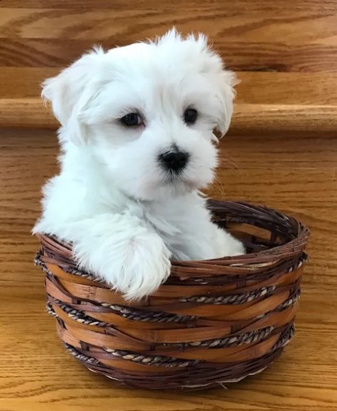 adorabili cuccioli maltesi