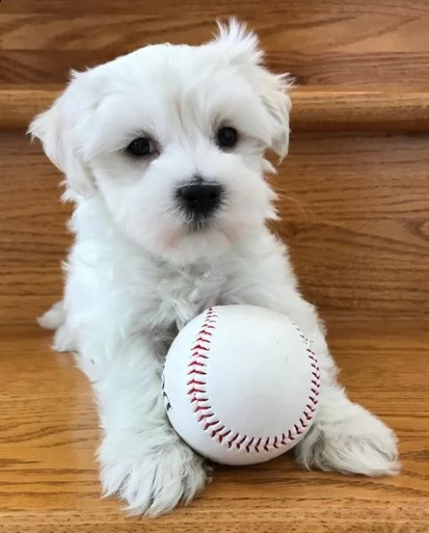 adorabili cuccioli maltesi | Foto 1