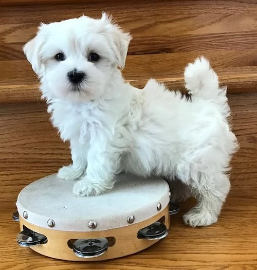adorabili cuccioli maltesi | Foto 0