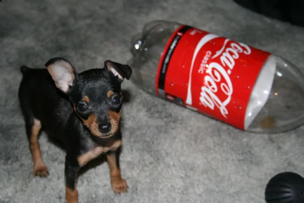 cuccili di pinscher | Foto 0
