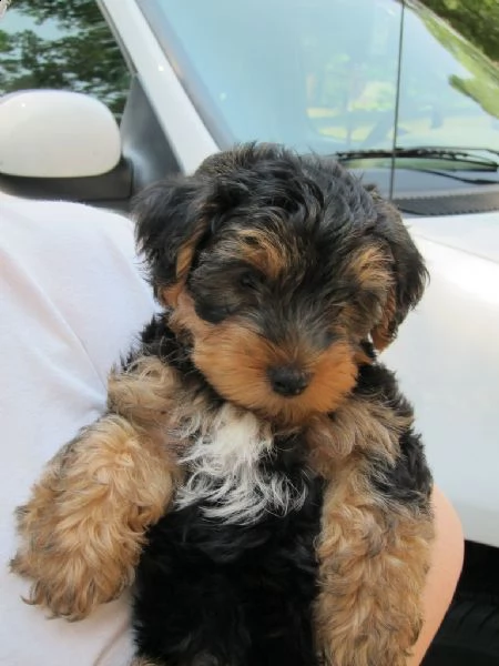 splendidi cuccioli di yorkshire