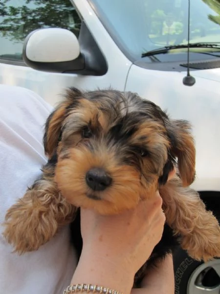 splendidi cuccioli di yorkshire | Foto 0