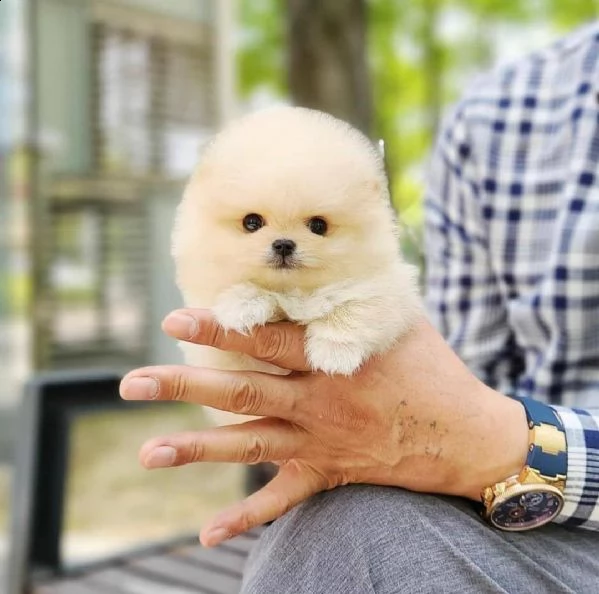 pomeraniani a taglio a buon mercato in vendita in italia | Foto 4