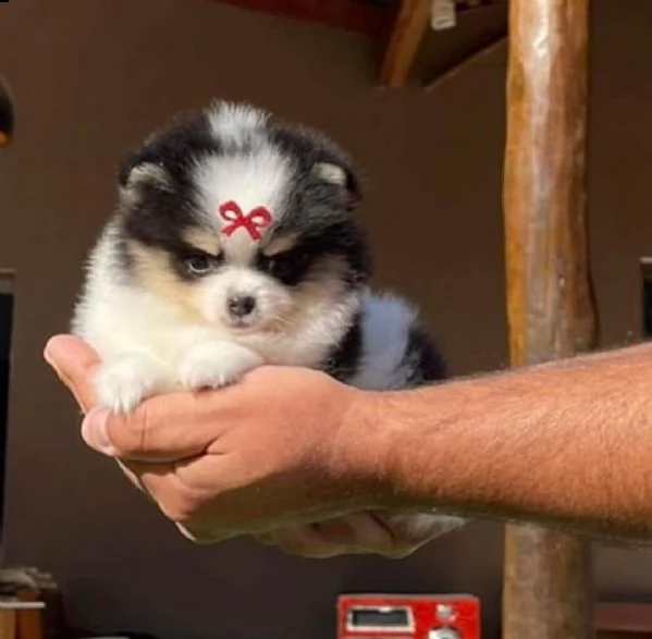 pomeraniani a taglio a buon mercato in vendita in italia | Foto 3