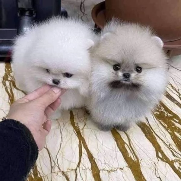 pomeraniani a taglio a buon mercato in vendita in italia
