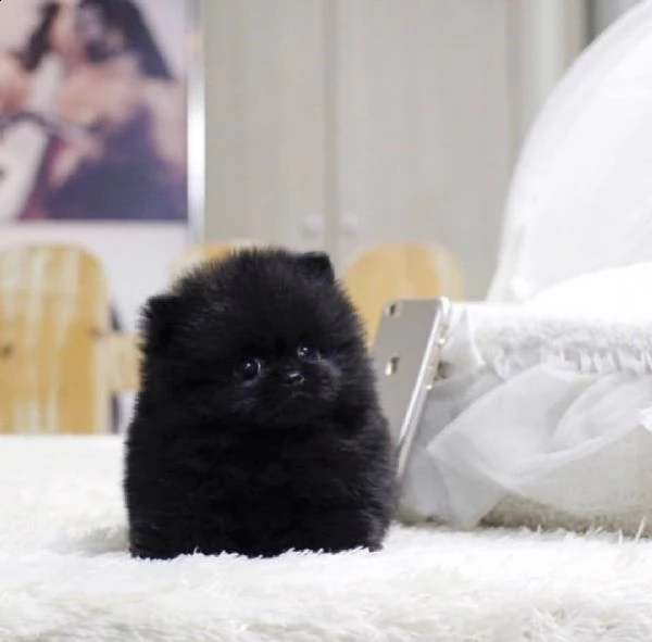 pomeraniani a taglio a buon mercato in vendita in italia | Foto 2