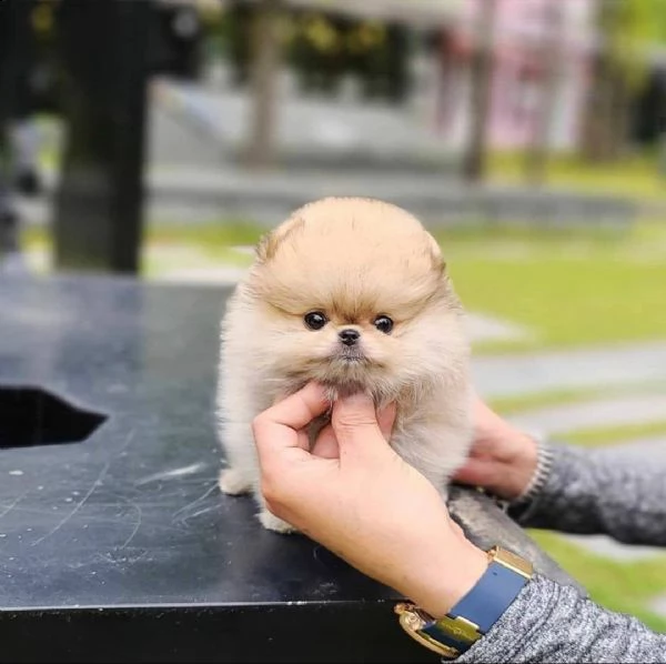 pomeraniani a taglio a buon mercato in vendita in italia | Foto 1