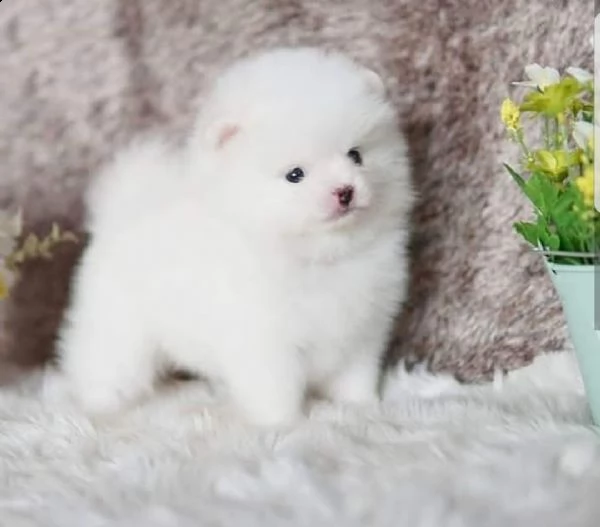 pomeraniani a taglio a buon mercato in vendita in italia | Foto 0