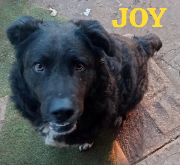 JOY, giovane simil terranova