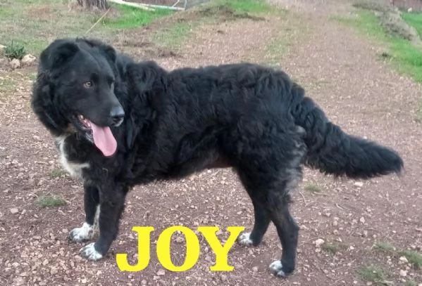 JOY, giovane simil terranova | Foto 2