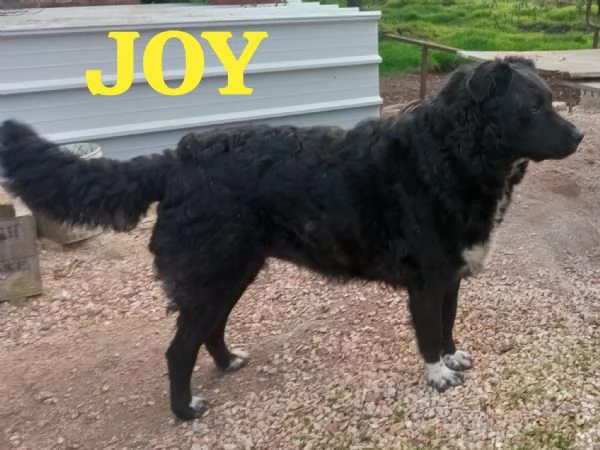 JOY, giovane simil terranova | Foto 1