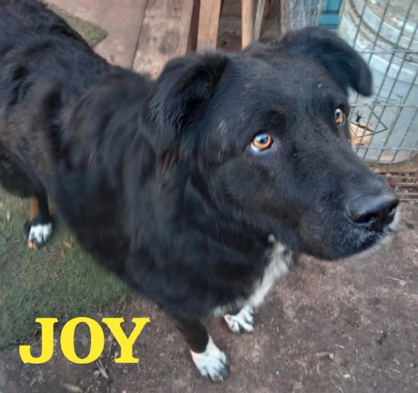 JOY, giovane simil terranova | Foto 0