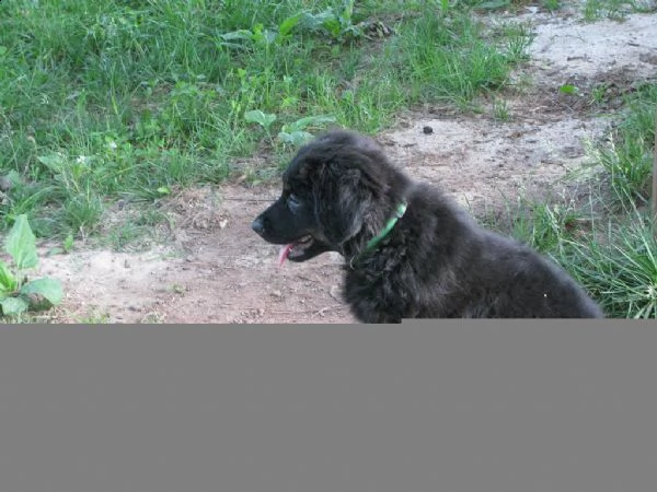 cuccioli di hovawart con pedigree