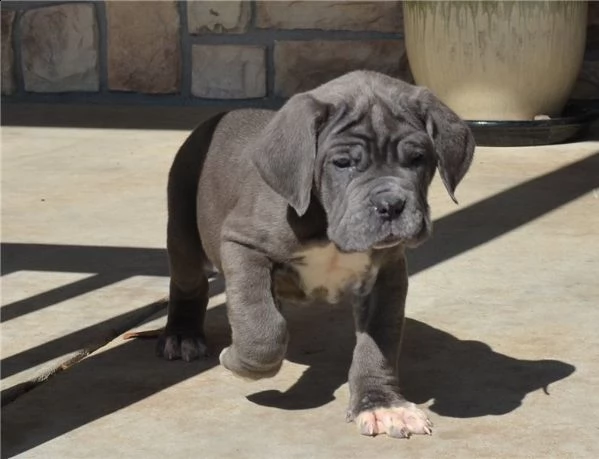 mastino napoletano cuccioli