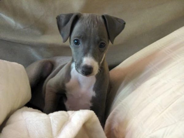 levriero italiano blue e bianci