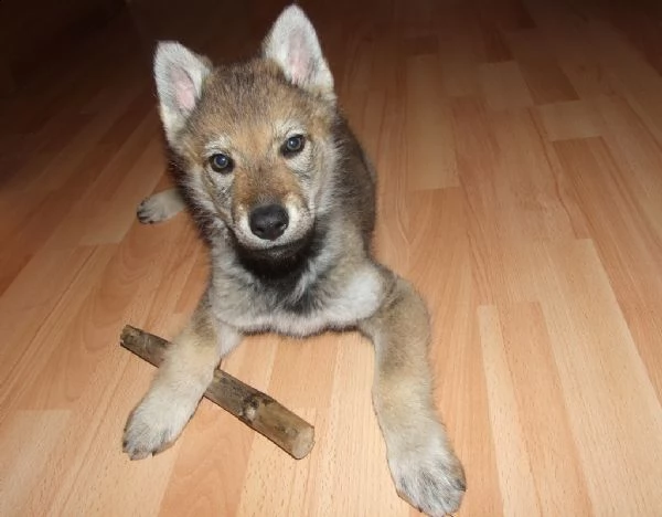 cuccioli di lupo cecoslovacco