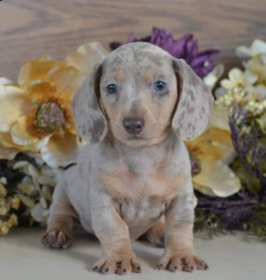 casa sana bassotto allevato | Foto 0