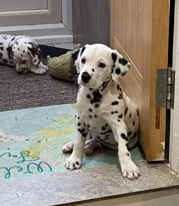 due maschi e femmine dalmata cuccioli