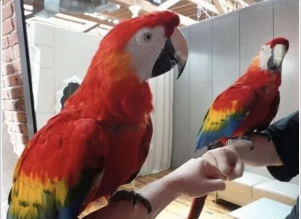 regalo disponibili pappagalli | Foto 0