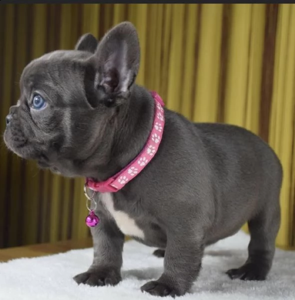 regalo bouledogue francese