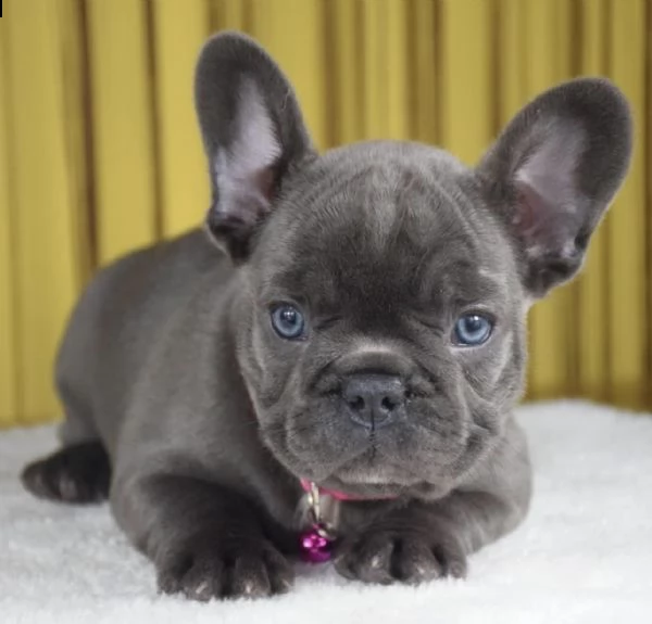 regalo bouledogue francese | Foto 0