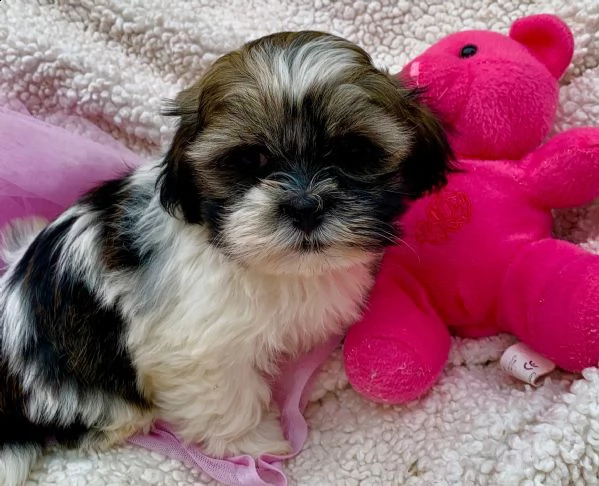 regalo shih-tzu  toy…. | Foto 0