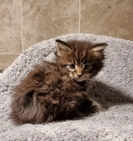 maine coons kitten