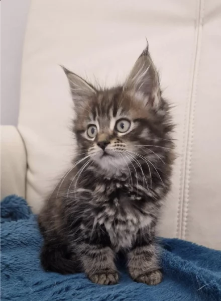 maine coons male 