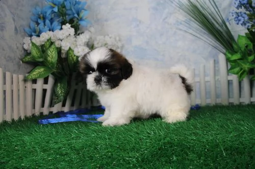 stunning shih tzu puppies