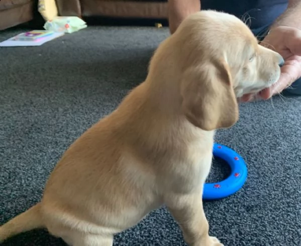 sweet labrador retriever