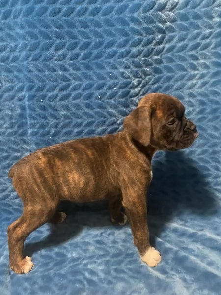 stunning boxer puppies