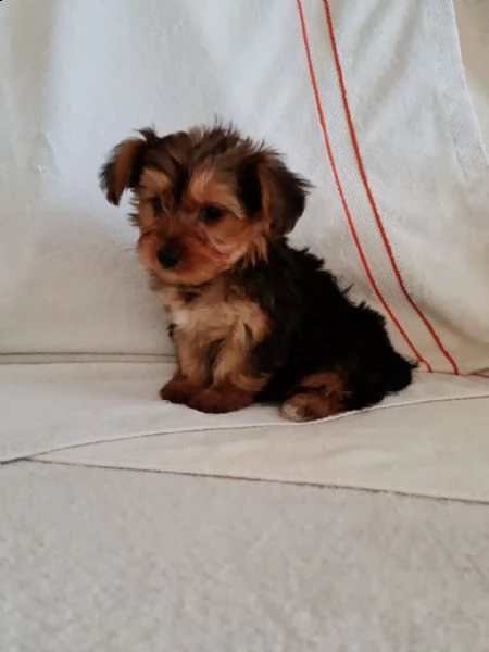 adorable yorkie  puppies